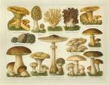 mushroom-plate1.jpg