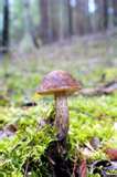istockphoto_297199_mushroom.jpg