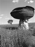 mushroom-state-park-765878.jpg